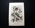 Audubon bird print: "Ground Dove", plate 283... - Image 1