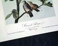 Audubon bird print: "Ground Dove", plate 283... - Image 2