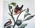 Audubon bird print: "Ground Dove", plate 283... - Image 3