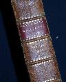 Bound volume for 1790... - Image 2