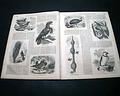 Prints of Canada... - Image 6