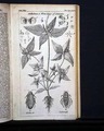 Jamaica Anthelmia... - Image 5