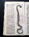A conversion of a Jew... "Of a small Venomous Serpent..."  - Image 1