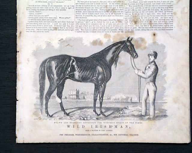 Racehorse Illustration...