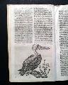 Pelican print...   - Image 9