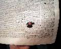 Very rare Confederate title from Georgia... - Image 3