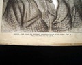Terrific Jesse James pictorial newspaper... - Image 3