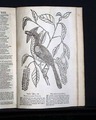 Ben Franklin & his lightning rod... Virginia & Carolina Thrush Bird Print... - Image 4