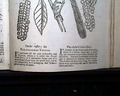Ben Franklin & his lightning rod... Virginia & Carolina Thrush Bird Print... - Image 5