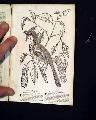 Ben Franklin & his lightning rod...   Virginia & Carolina Thrush Bird Print... - Image 7