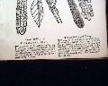 Ben Franklin & his lightning rod...   Virginia & Carolina Thrush Bird Print... - Image 8