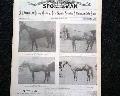 Horseracing magazine with a displayable, color insert... - Image 4