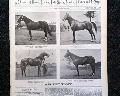 Horseracing magazine with a displayable, color insert... - Image 4