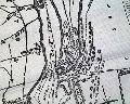 Terrific map on the capture of Fort Fisher... - Image 4