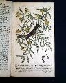 Print of a Charleston church, and a bird... - Image 7