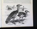 New York City Underground Railway... - An early flying machine... - Image 7
