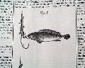 Fish hook... - Image 1