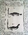 Fish hook... - Image 3
